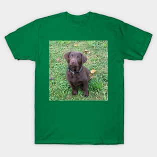 Labrador Retriever Chocolate Puppy Sitting T-Shirt